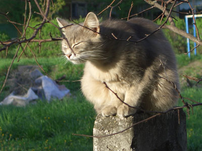 Коллекция фотографий кошек и котов. Кошка залезла на забор и грелась в лучах солнца, вытянув к нему морду...