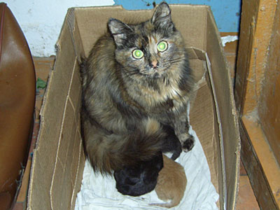 Коллекция фотографий кошек и котов. Подъездная кошка родила трёх котят - двух чёрненьких и одного рыжего...