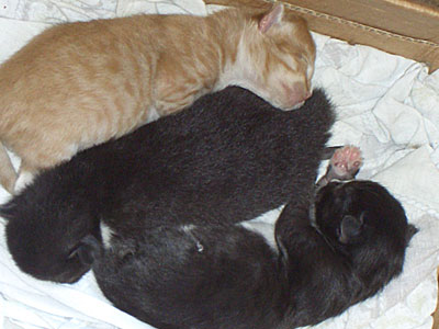 Коллекция кошек и котов. Подъездная кошка родила трёх котят - двух чёрненьких и одного рыженького...