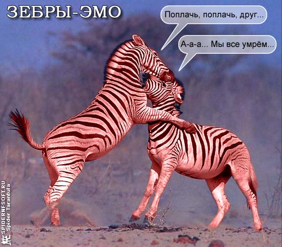 Зебры-эмо / юмор приколы коллаж животные зебры эмо