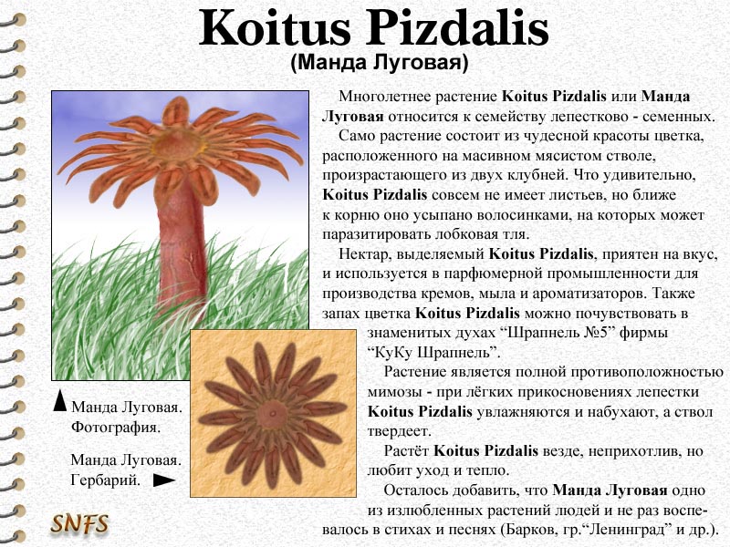 Koitus Pizdalis / коллаж, юмор, Koitus Pizdalis, манда луговая, растение, цветок, гербарий